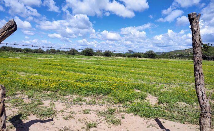 Lentamente muere el campo; el Gobierno Federal de olvidó de los agricultores